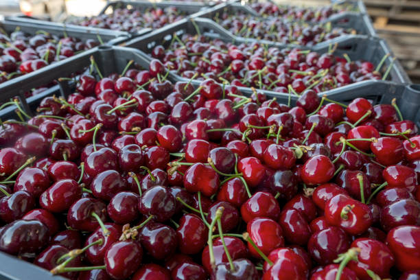 istock Harvest of red cherry collected in a box 1331162461