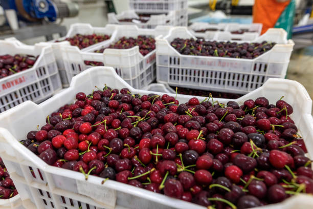 istock Harvest of red cherry collected in a box 1331162601
