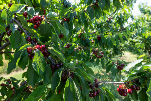 istock cherry tree branch with ripe large fruits 1331162625