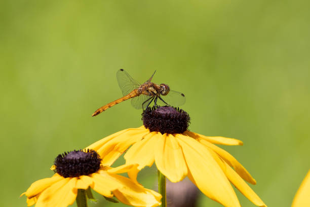 Pictured a dragonfly on the black-eyed susan.