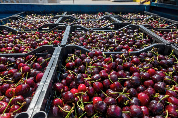 istock Harvest of red cherry collected in a box 1331162679