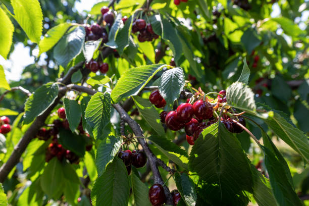 istock cherry tree branch with ripe large fruits 1331162730