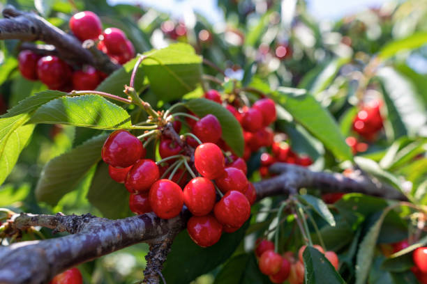 istock cherry tree branch with ripe large fruits 1331162786