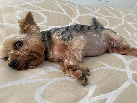 A small beautiful fluffy kind dog, home pet, Yorkshire Terrier with a joyful face with big black eyes and an outstretched tongue lies asleep on the bed.