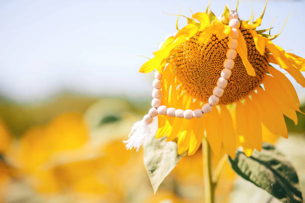 The rosary is hanging on a sunflower. For the background. stock photo
