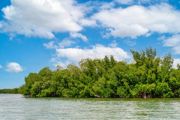 istock Red Mangrove Forest in Zaza River, Cuba 1331163699
