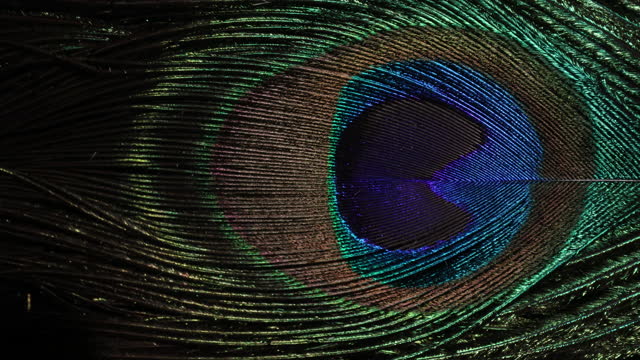2,986 Peacock Feathers Stock Videos and Royalty-Free Footage - iStock |  Single peacock feather, Peacock, Peacock feather background