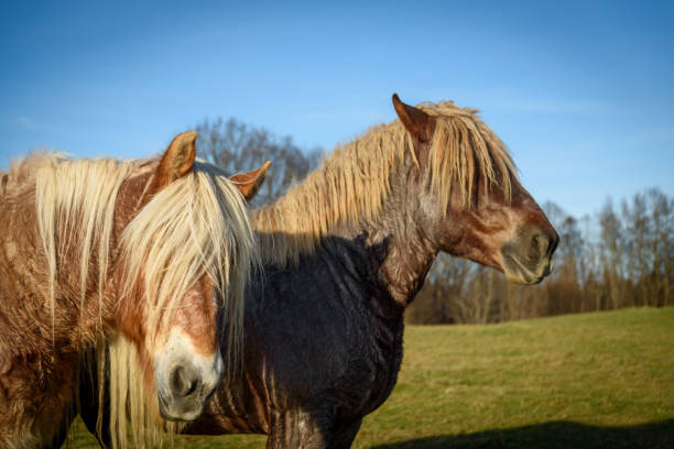 istock two lovely hairy horses on a meadow 1331166938