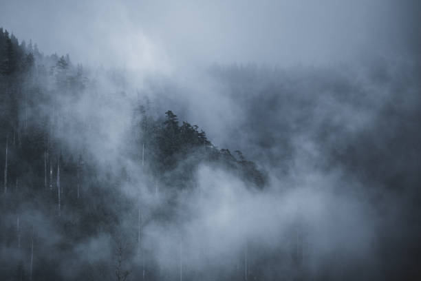 istock Foggy Rainforest Vancouver Island 1331166956