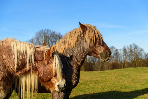 two hairy horses