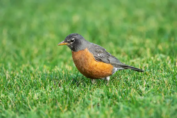 Close up of an American Robin (Turdus migratorius) on a lawn