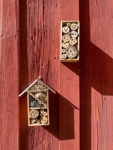 istock Insect hotel on red wood house wall 1331170079