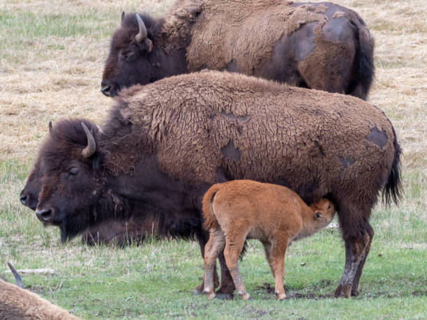 istock Baby bison suckling on mother 1331170138