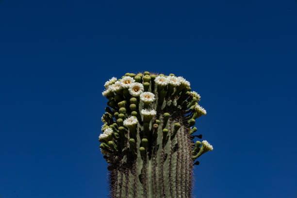 istock Flowers on A Saguaro 1331171052