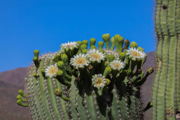 istock Flowers on A Saguaro 1331171093