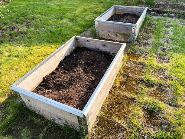 istock Raised beds in garden. pallet collar. 1331171568