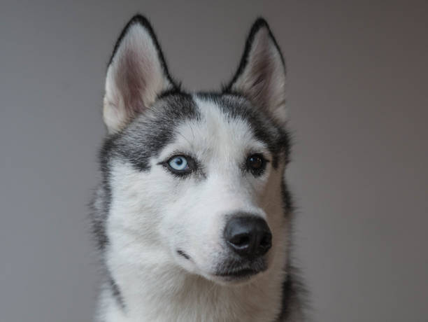 istock Husky mix with dark and blue eyes 1331171698