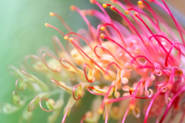 closeup belas flores banksia, macro fotografia, fundo com espaço de cópia - single flower flower pink macro - fotografias e filmes do acervo