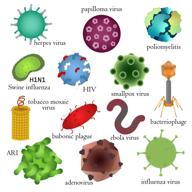 illustrazioni stock, clip art, cartoni animati e icone di tendenza di set di pericolosi virus umani. illustrazione medica. - influenza a virus