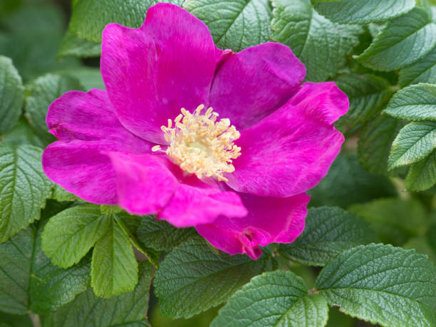 istock Close up rose hip blossom 1331172273