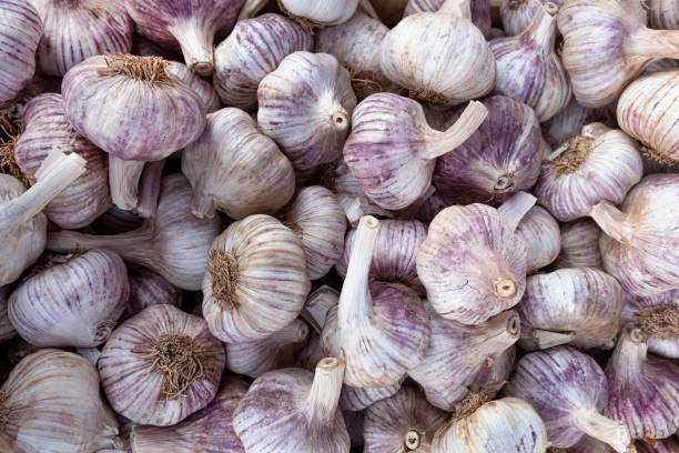 Pile of garlic heads bulbs, Fresh garlic background. Close-up full frame. Pile of garlic heads bulbs, Fresh garlic background. Close-up full frame. garlic bulb stock pictures, royalty-free photos & images