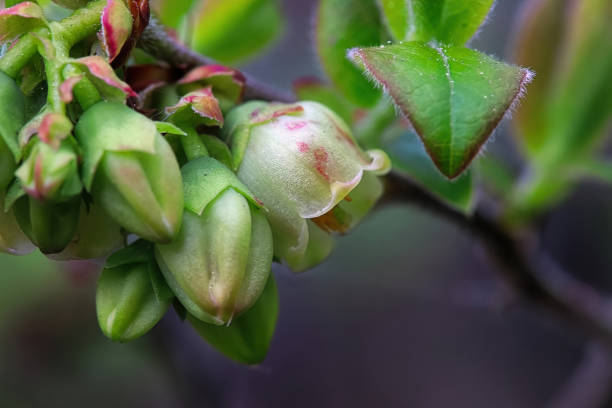Blueberry blossom in spring