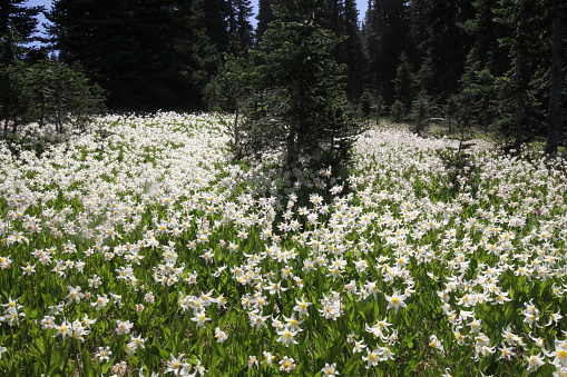 A hidden meadow of avalanche lilies near Hurricane Ridge in Olympic National Park