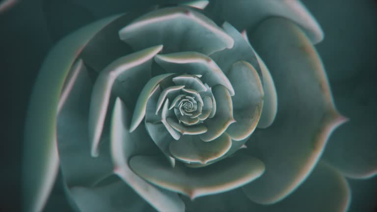 Top view of spinning abstract green succulent in the endless motion. Animation. Beautiful plant spinning and creating optical illusion, seamless loop