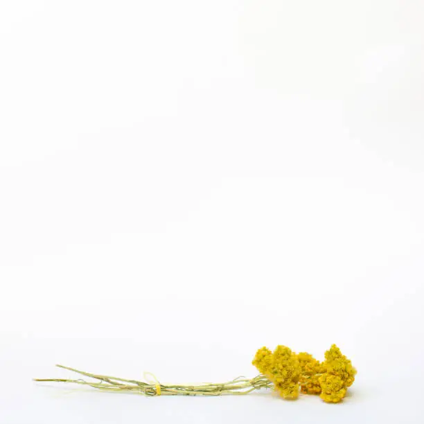 Precious herb immortelle on a white background with copy space