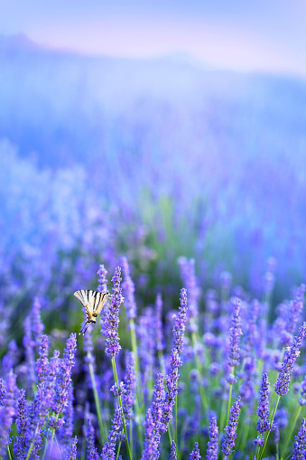 Blooming lavender flowers at sunset in Provence alps, France