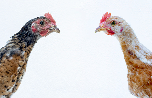chicken and hen in livestock