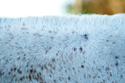 Close-up of a gray horse's neck