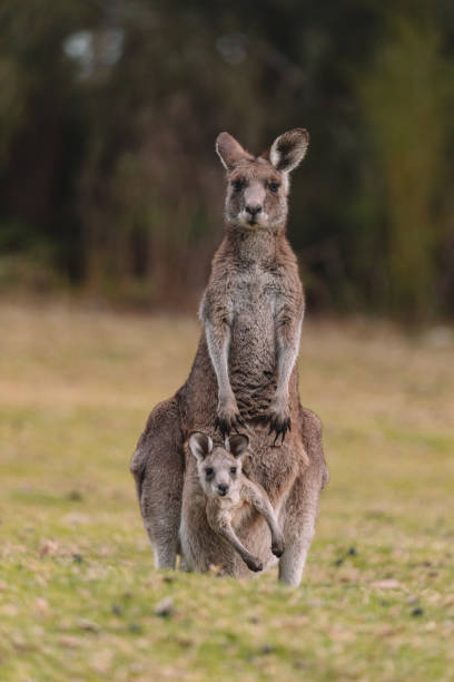 istock Kangaroo with her baby joey. 1331182094