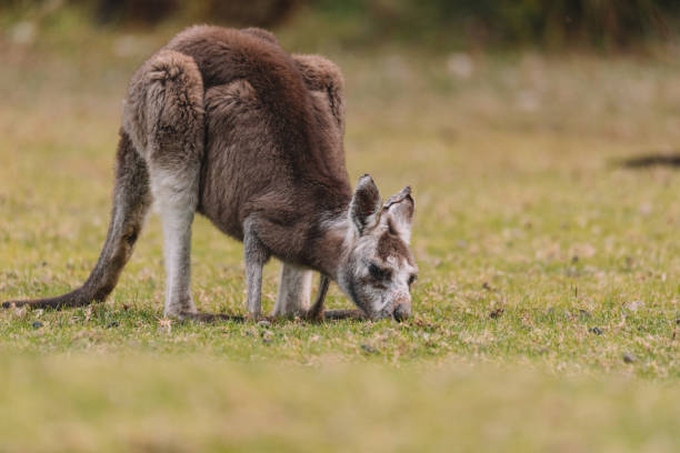 istock Kangaroo sitting in a field 1331182100