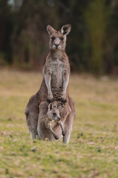 istock Kangaroo with her baby joey. 1331182101