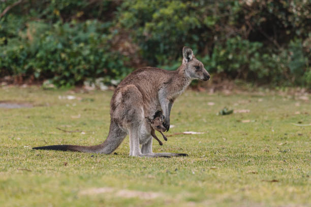 känguru mit ihrem baby joey. - kangaroo joey marsupial mammal stock-fotos und bilder