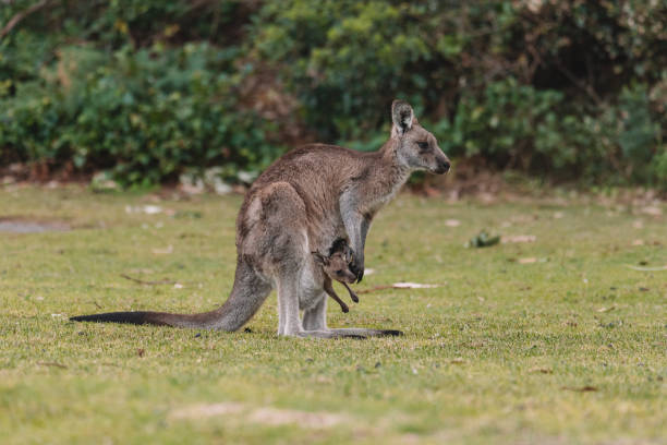 kangur z jej dziecko joey. - kangaroo joey marsupial mammal zdjęcia i obrazy z banku zdję�ć