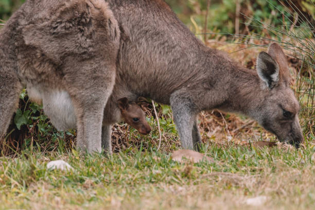 istock Kangaroo with her baby joey. 1331182137