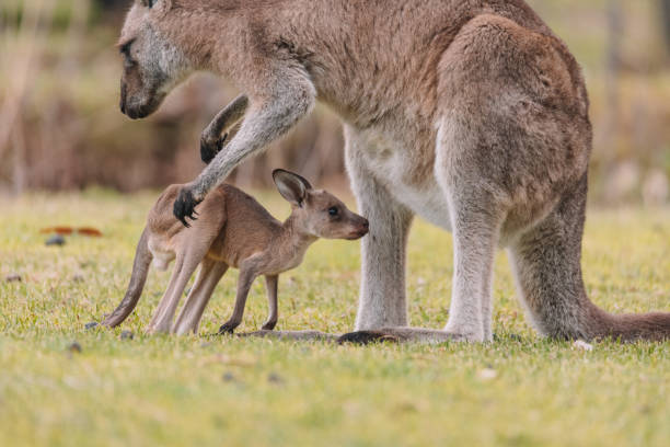 istock Kangaroo with her baby joey. 1331182188