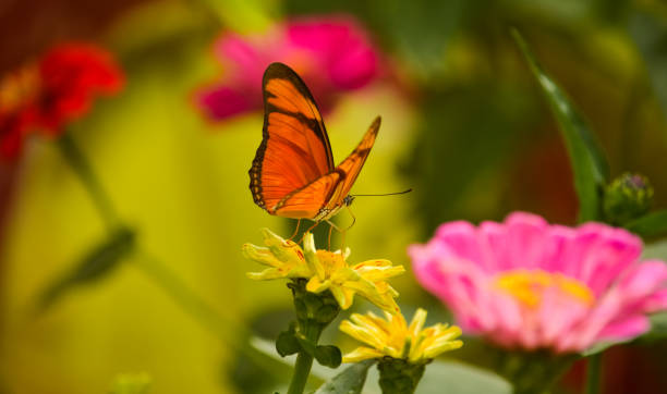istock Butterfly in a colorful environment 1331183084