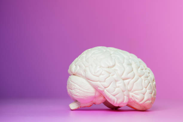 istock Photo of the brain on a pink background from side 1331185461