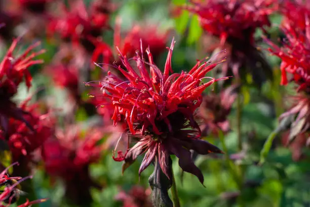 Beebalm flowering plant - Monarda didyma red flowers, closeup