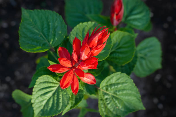 Flor Salvia Splendens Rojo - Banco de fotos e imágenes de stock - iStock