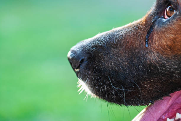 Dog nose macro view close up detail,funny cute black and white and brown,domestic animal pet at backyard grass