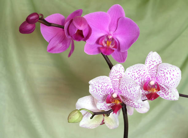 istock Two blooming Phalaenopsis orchids, bright pink and white speckled, 1331187433