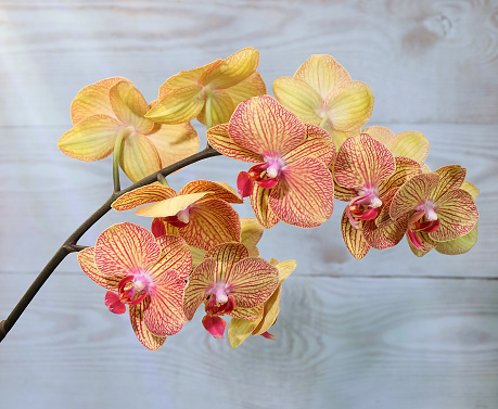 Phalaenopsis orchid with yellow flowers with a red lip and venation, KV beauty variety, selective focus, horizontal orientation.