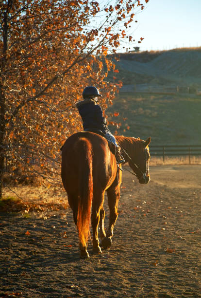 10,800 Riding Horse Autumn Stock Photos, Pictures & Royalty-Free ...