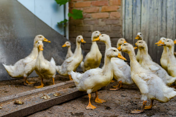 istock A grown up ducklings in the yard 1331187624