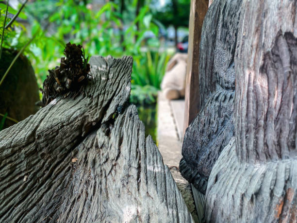 nature garden or park decorated with natural wood - formal garden tropical climate park plant imagens e fotografias de stock