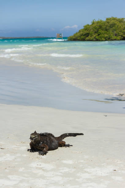 istock galapagos marine iguana walking in the sand 1331191934